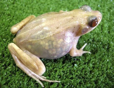 Transparent Frog - frog, transparent, cool, picture