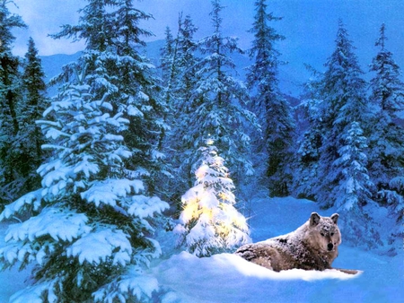 Magic in the Forest - forest, wolf, christmas tree, winter, nature, christmas, snow