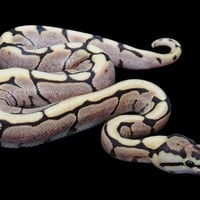 fire-spider-ball-python