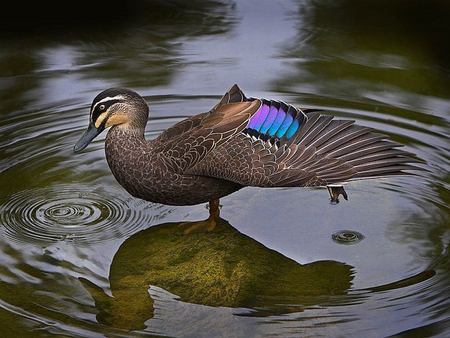 Beautiful Duck - duck, picture, cool, beautiful