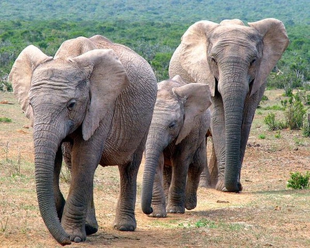 Elephants - picture, cool, elephants, wild