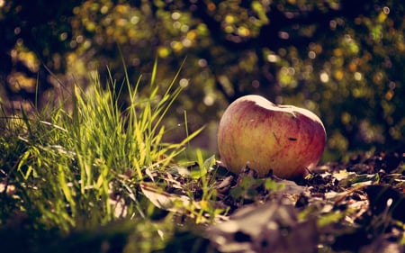 Apple scenary - nature, autumn, view, fruit, landscape, grass, apple