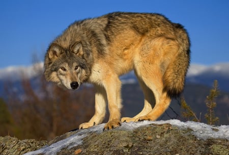 Beautiful wolf - winter, spirit, beautiful, majestic, canine, snow, dog, friendship, pack, mythical, howl, grey wolf, grey