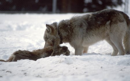 The kill  ! - friendship, winter, pack, spirit, beautiful, howl, the kill, canine, majestic, mythical, grey, snow, grey wolf, dog