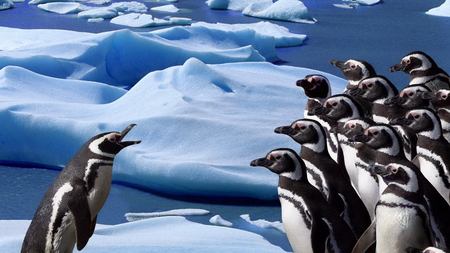 LISTEN UP! - penguins, snow, water, black and white, birds