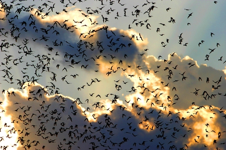 Birds against the sky - flying, photography, flock, sun, clouds, birds