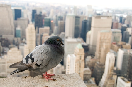 Bird's Eye View - view, pigeon, soft focus pi, city, skyscrapers, bird