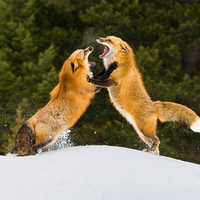 scraping foxes