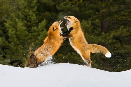 scraping foxes - foxes, wildlife, fox, animals, scraping foxes, wallpaper