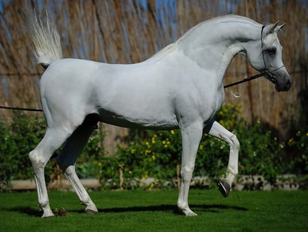 Beautiful arabian Horse! - horses