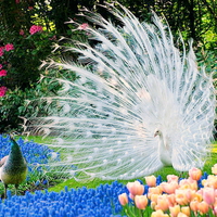 Flowers and a fan