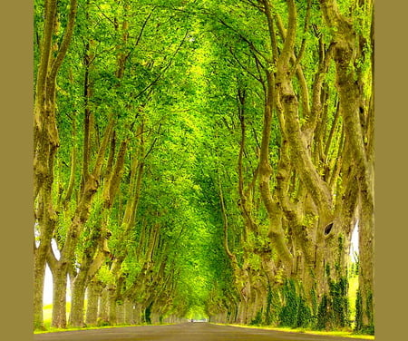 Tall ones - trees, green, light, rows, tall