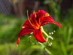 bright red lily