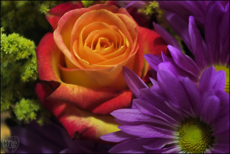 Colorful Arrangements - nature, red, blooms, colorful, flowers, arrangements