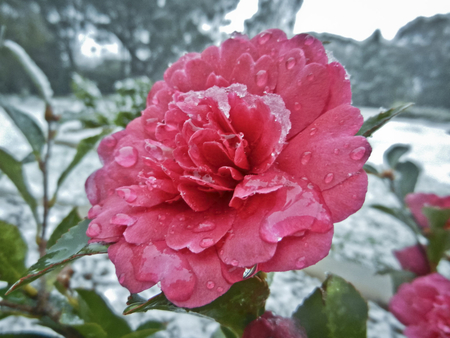 icey rose - flowers, nature, icey, red, frost, rose, lovely