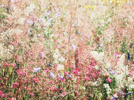 colorful meadow - nature, blooms, colorful, meadow, flowers, lovely