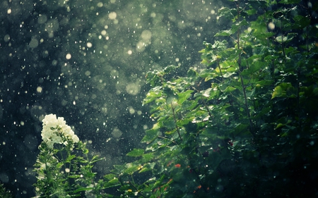 let it rain - beauty, rain, photography, wet, water, nature, closeup, macro, green