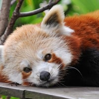 Cute Red Panda