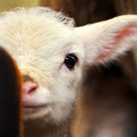 Cute Baby Lamb