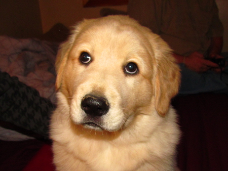 Golden Retreiver - doggie, pretty, puppy, sad