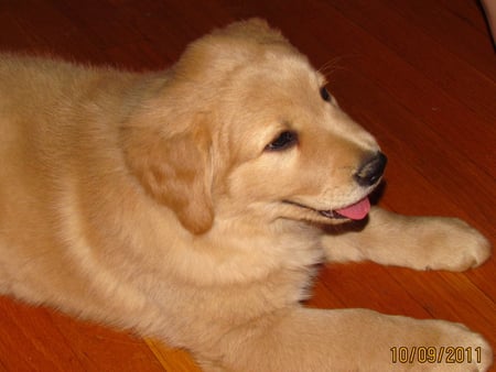 lazy days - retriever, lazy, pretty, puppy