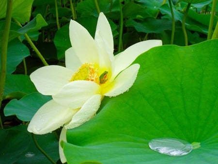 Sacred Lotus and a Tiny Frog - white, sacred, lotus, water drop, green, leaf