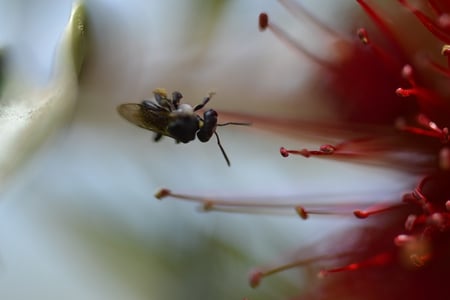 Macro photography - macro, flower, bug, red