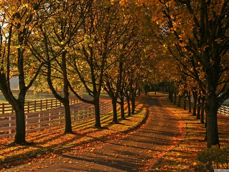 Autumn road - nature, autumn trees, autumn, fence, fall, trees, road, scene