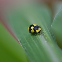 Macro lady beetle