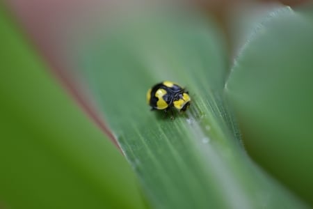 Macro lady beetle - beetle, lady, macro, yellow