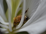 Macro bee