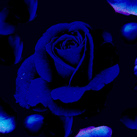 For You - Blue Rose Lovers