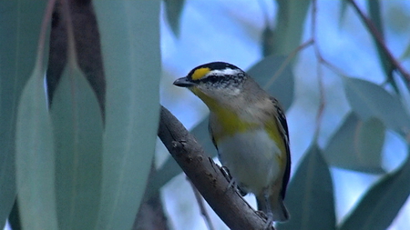 Striated Pardalote - bird, cute, little, australian