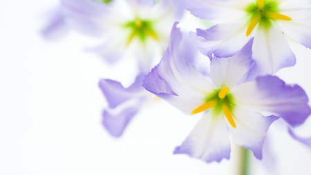 Purple Shades - white, shades, purple, beautiful, flower