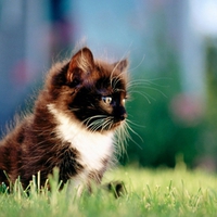 Cute Kitty