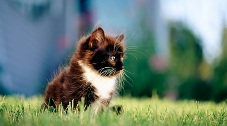 Cute Kitty - animal, cute, cats, sweet, cat, animals