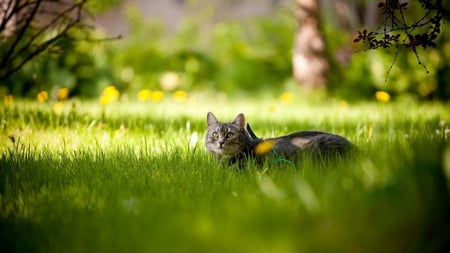 Sweet Cat In Gras - cat, cats, animals, animal, sweet, cute, gras