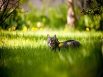 Sweet Cat In Gras