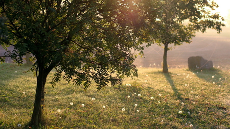 Sunrise - trees, spider web, morning, mountains, gleaming