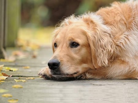 I Gotta Rest Now - dog, golden, retriever, porch