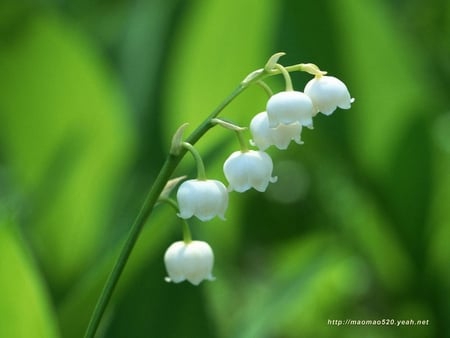 White Bells - flowers, white, bells, stem