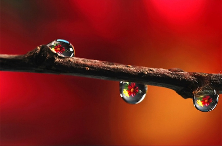 Flowers In Drops - nature, branch, flowers, drops, dro, flower