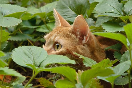 Hiding - gato, hiding, eyes, chat, cat, leafs, big, animal, nature, hide, green