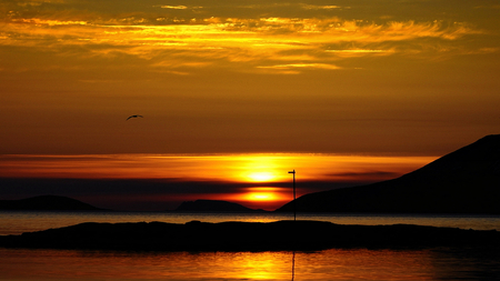 Golden Flight - beauty, glow, flying, shimmering, sunset, seagull, bird