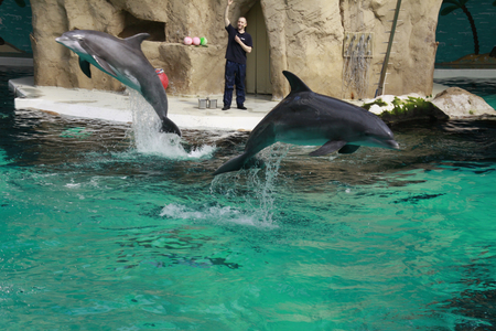 Dolphins - water, beautiful, photography, dolphin, mazare alexandru, dolphins, pool, cute, animals