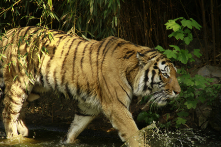 Bengal Tiger - indian tiger, beautiful, bengal tiger, cats, tigers, tiger, mazare alexandru, animals