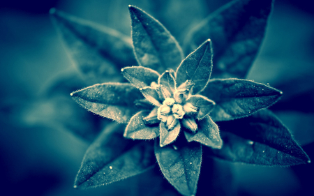 Blue Plant - nature, beautiful, blue, plant, flowers, blue plant