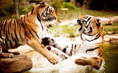 Playing Tigers - play, water, beautiful, tiger, playing, nature, cats, tigers, animals