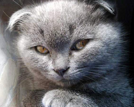 Wild look - basket, grey, animal, kitten, feline, cat