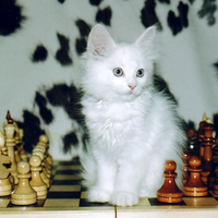 Chess player